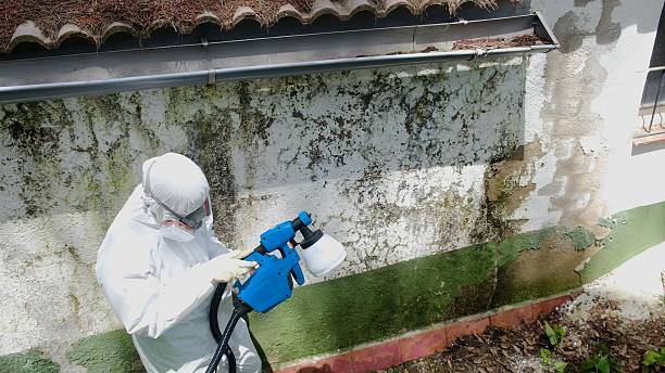 Top rated local Mold Remediation specialists in Chalfont, PA